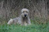 IRISH WOLFHOUND 311